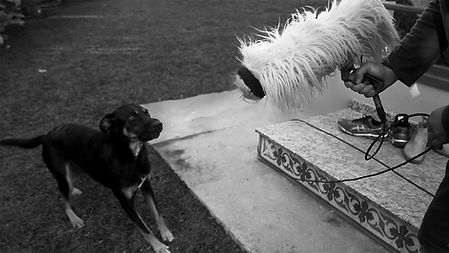Imagem mostrando a captação de sons produzidos por um cachorro.