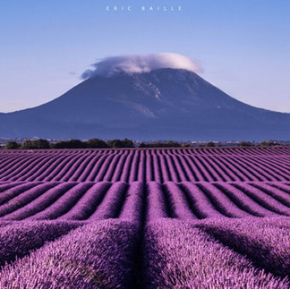 champs de lavande Valensole