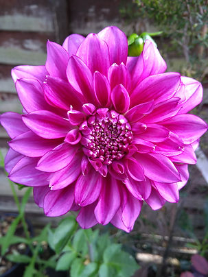 Dahlia Richards Fortune.jpg