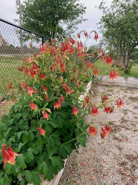 A good year for columbine in the school garden!