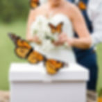 Thumbnail: Monarch Butterflies for Mass Release