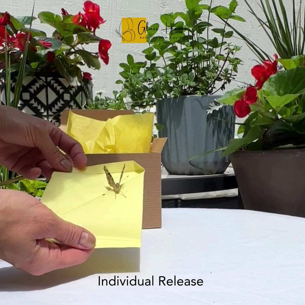 Thumbnail: Release of butterfly