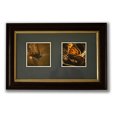 Female Silver-Studded Blue and Male Small Copper.