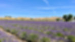 Rows of lavender stretching across the field, soft purple blooms under open sky.
