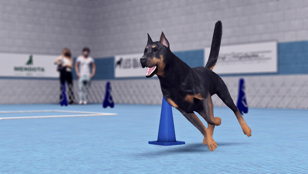 Mr Obedience - Send Around Cone