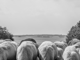 Desires, aspirations and efforts to achieve success