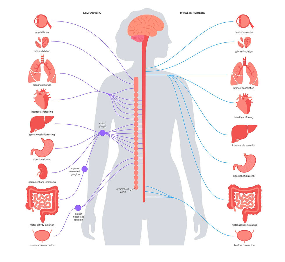 Autonomni živčani sustav