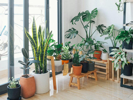 5 Low-Maintenance Plants to Liven Up Any Space