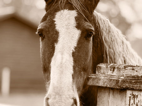 Why Upland Field Trials Matter