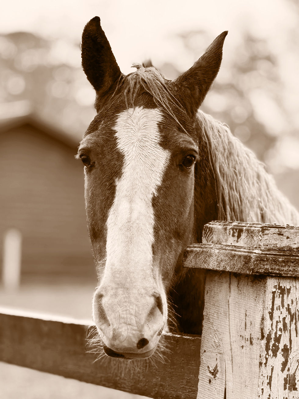 Why Upland Field Trials Matter