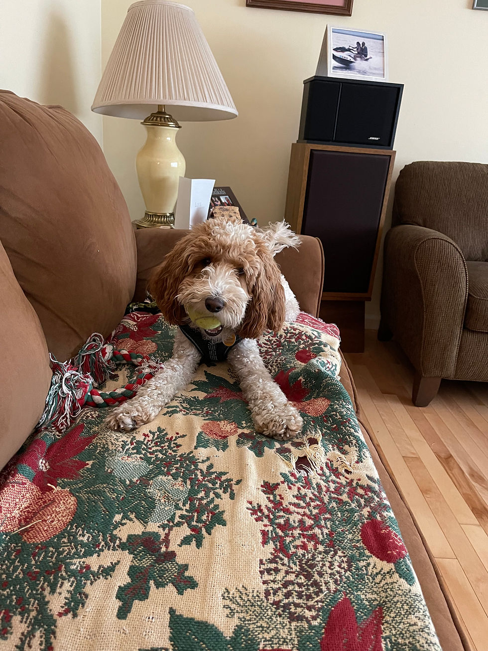 E2 Dog Training Inc puppy training classes near me