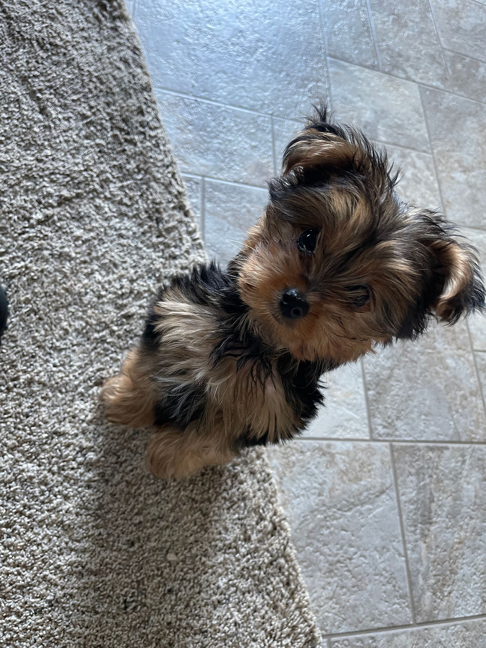 E2 Dog Training Inc puppy training classes near me