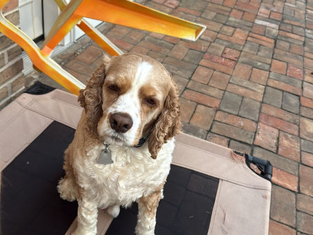 Top Methods to Teach Your Dog New Skills