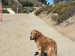 The Ultimate Dog-Friendly Encinitas Day Trip Guide