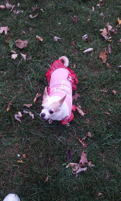 Olive Pretty in Pink