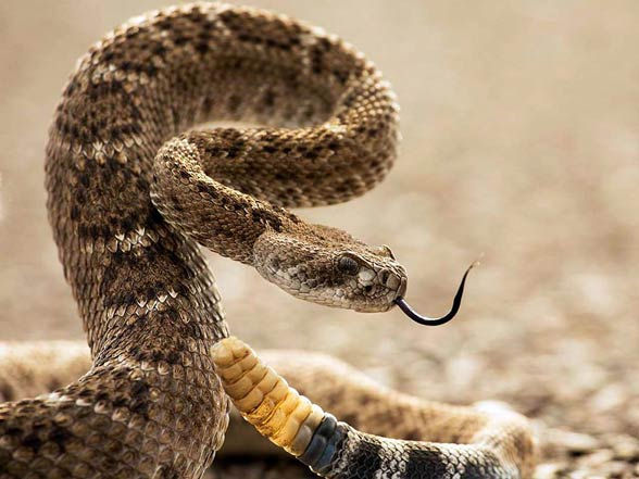 rattlesnake