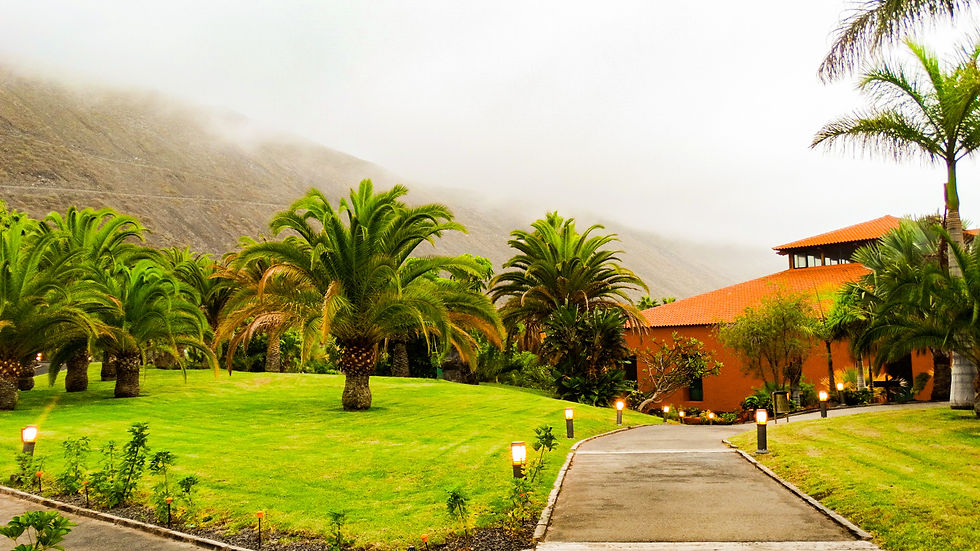 palm trees on the volcanic island