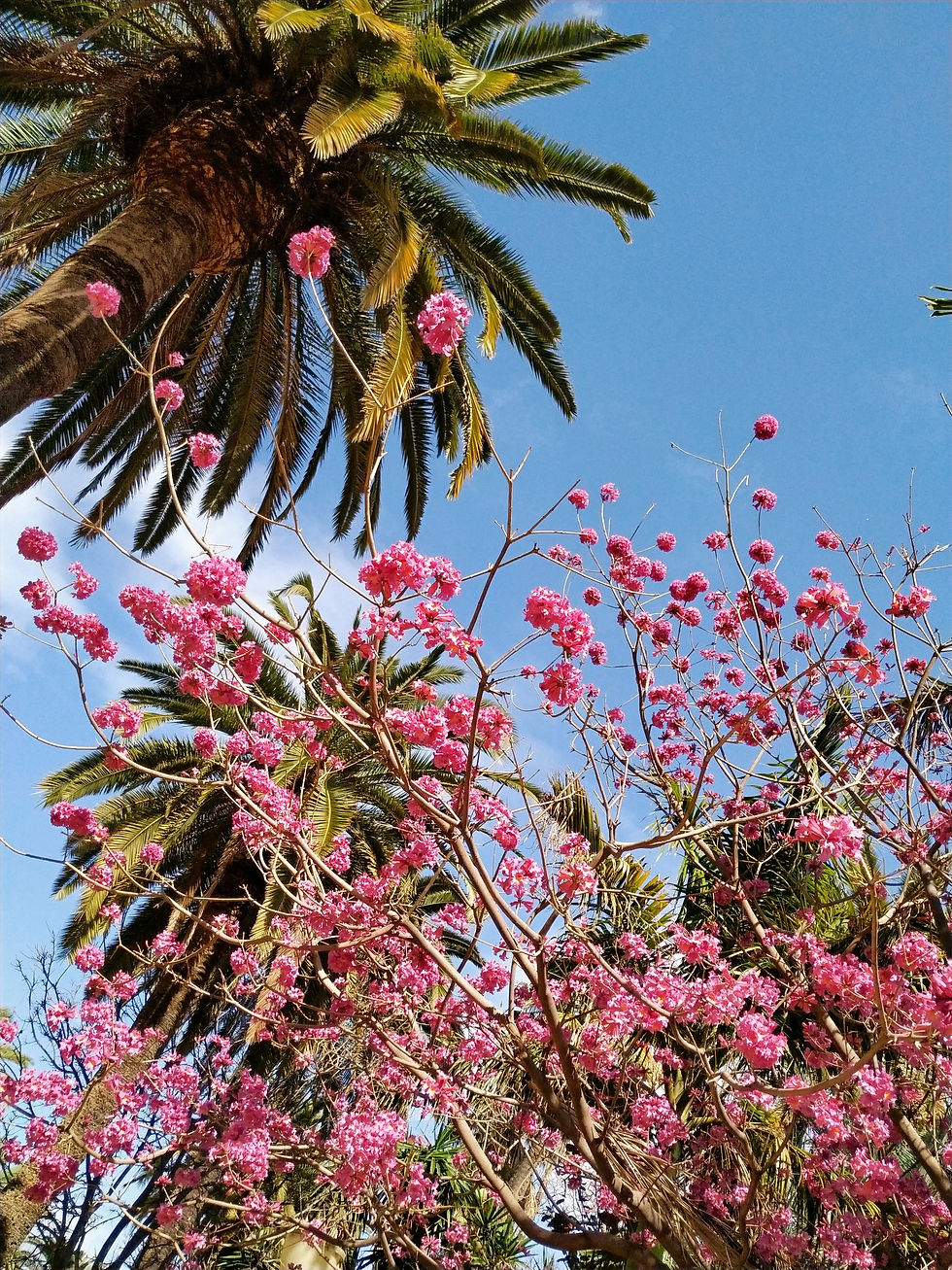 flores and palm tree