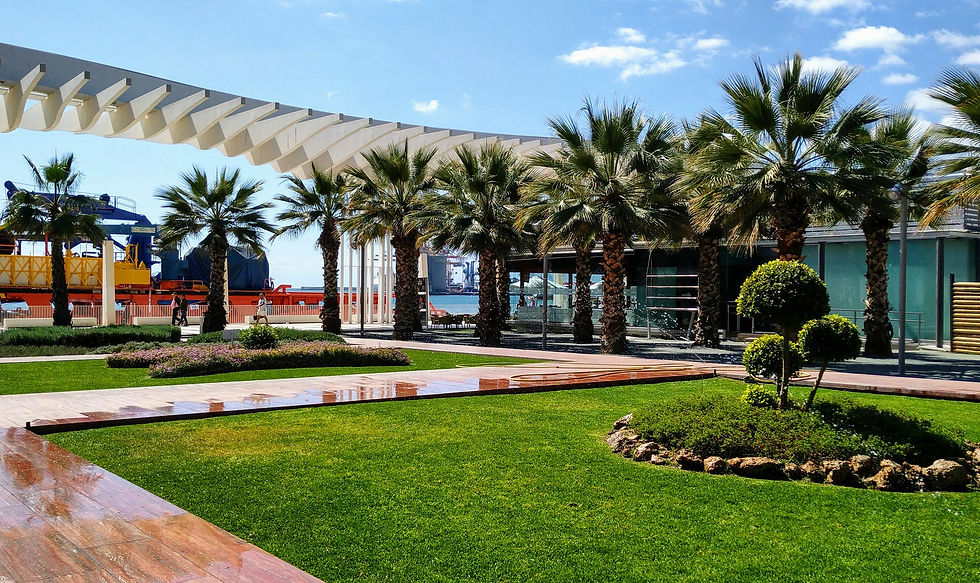 palm trees