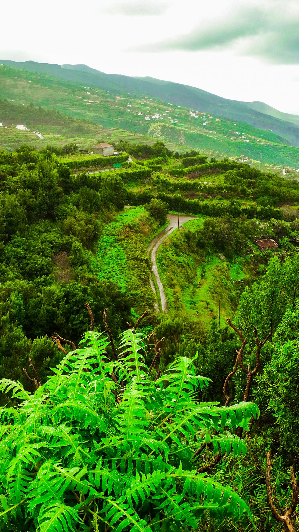 green island