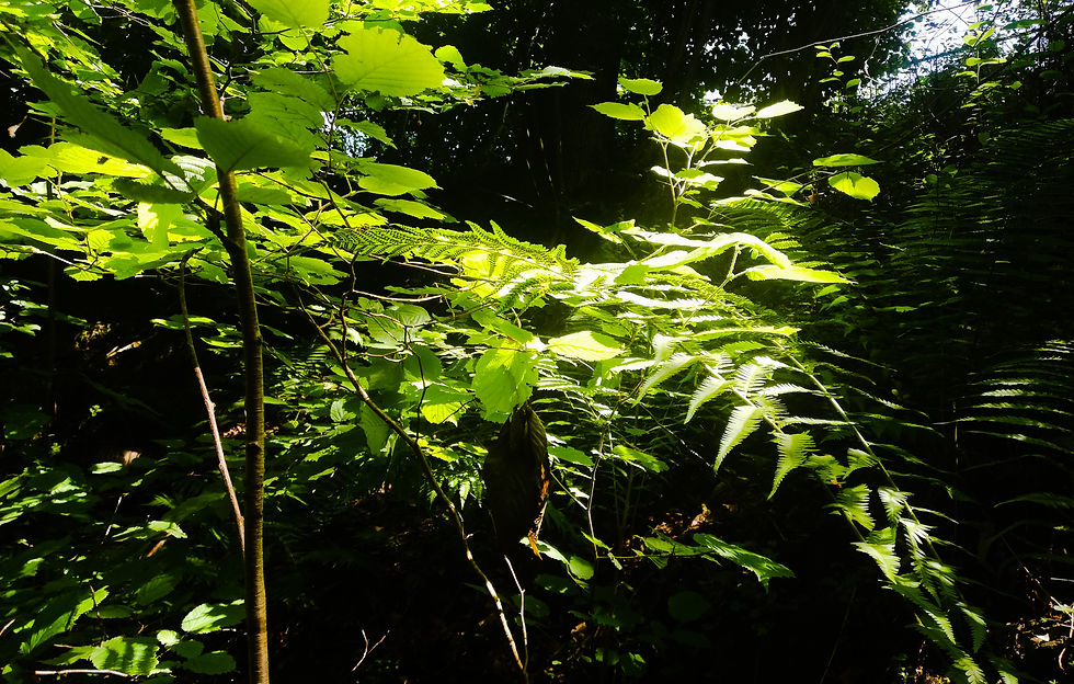 jungle