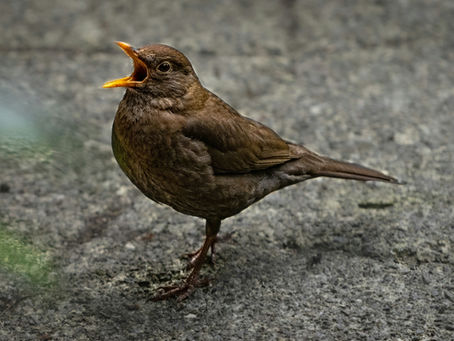 The End of the World