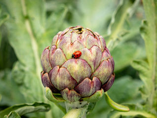The Theology of the Artichoke 