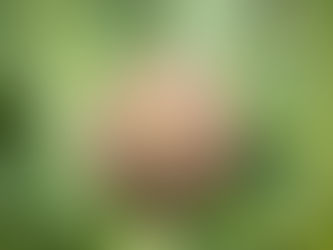 The Theology of the Artichoke 