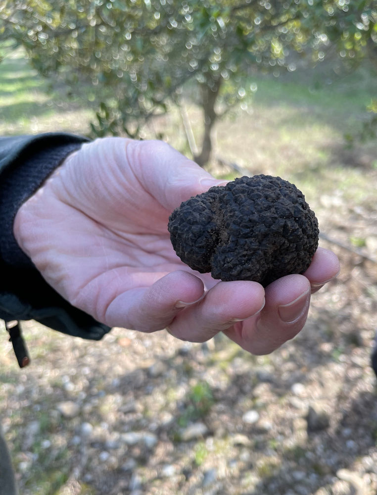 The High Cost of Truffles Certain Age Magazine