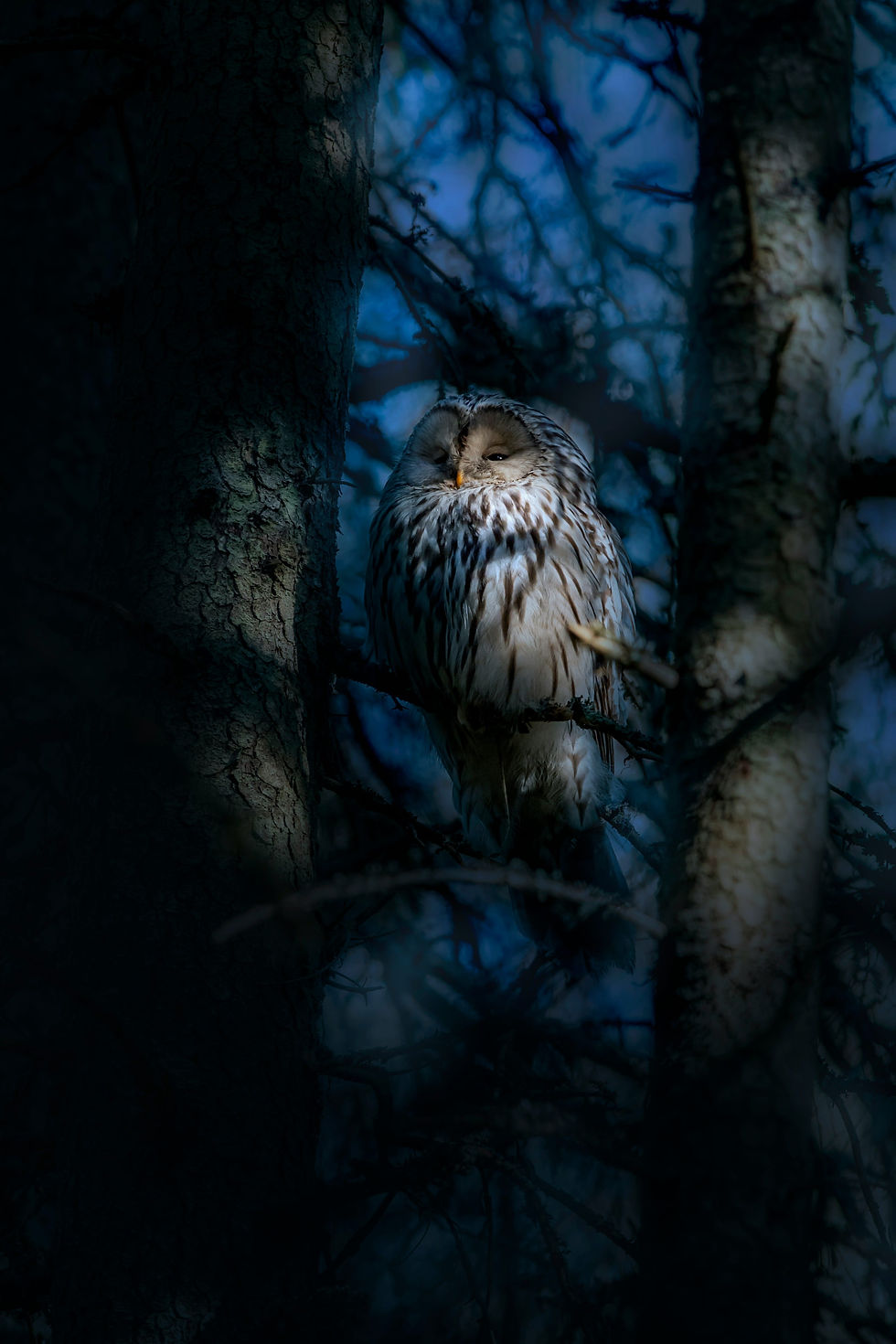 A brown and white owl rests on a tree branch in a dimly lit forest. The scene has a tranquil, mysterious feel with cool blue tones.