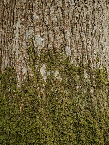 Close-up of a tree trunk with rough bark and green moss patches. The texture is detailed, showcasing earthy tones and natural patterns.