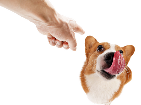 Von „Nein“ bis Schmerz – was Strafe im Hundetraining bedeutet