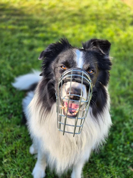 Hund trägt einen Maulkorb
