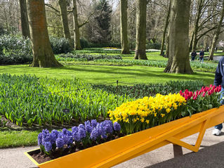 Tulip fields in bloom during springtime Tulip Time cruise