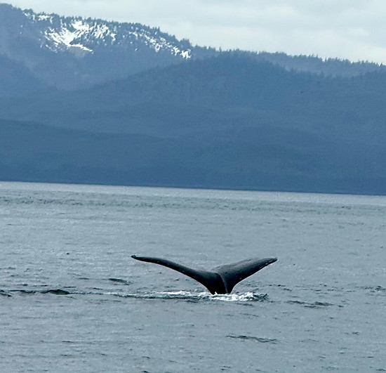 Whale tail on Alaska cruise