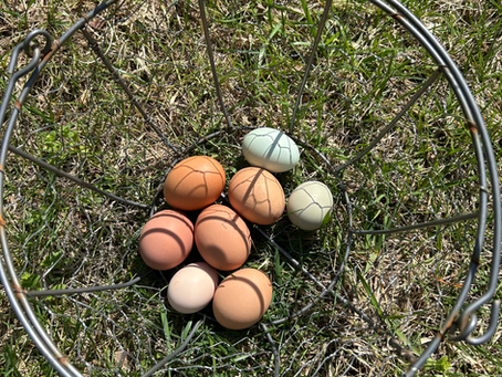 Fresh From the Nest: A Guide to Better Eggs