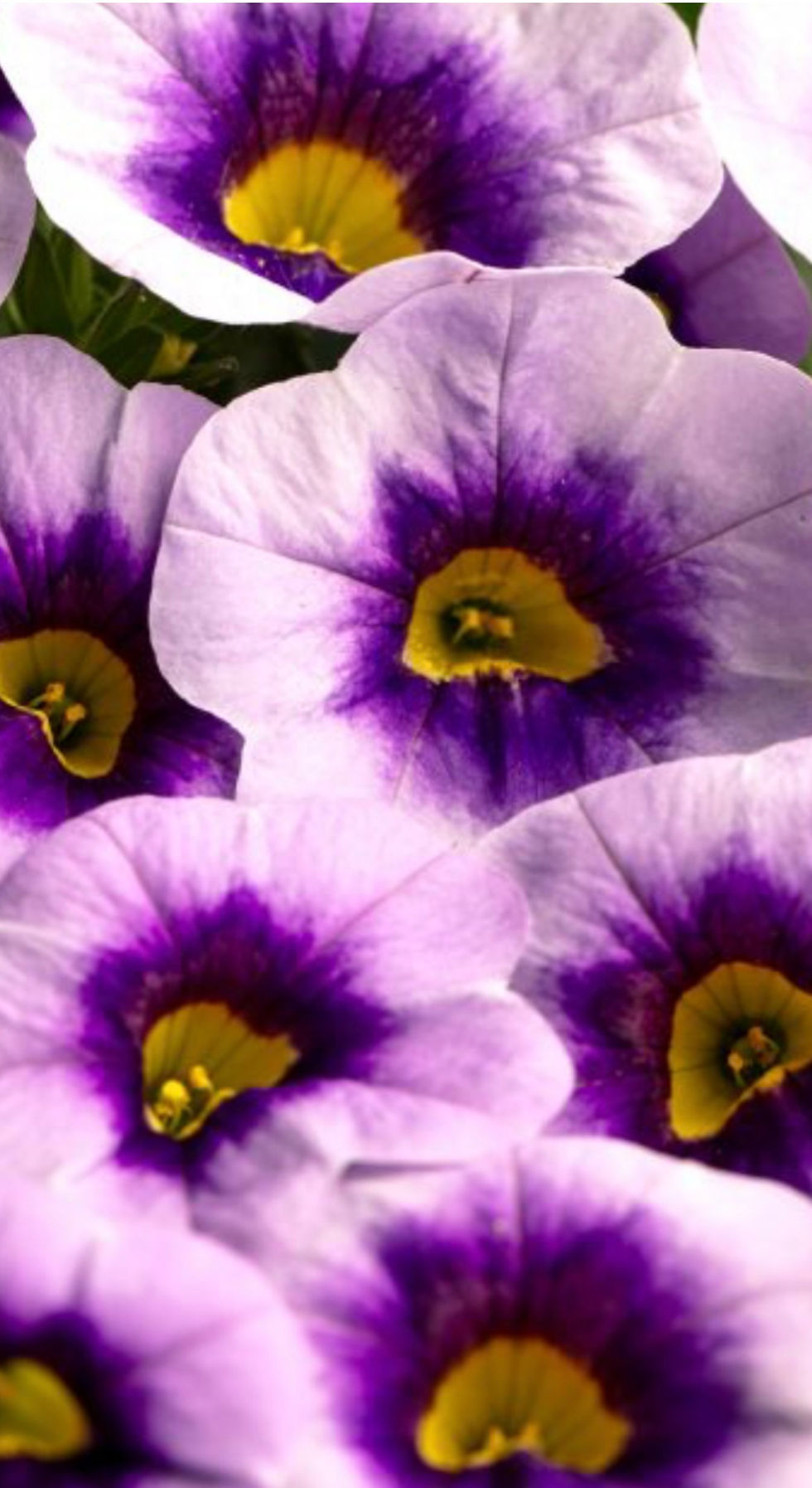 Thumbnail: Million Bells  light Pink and Lilac