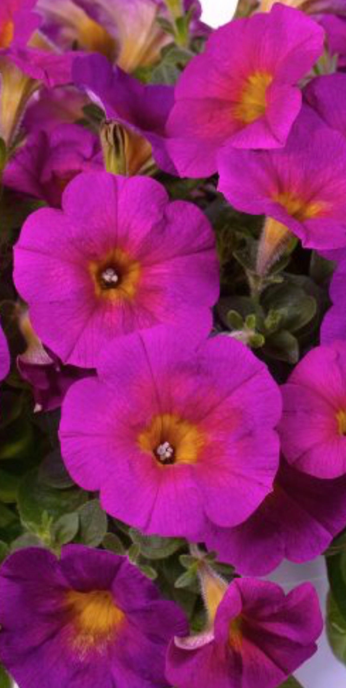 Supertunia Mix Color