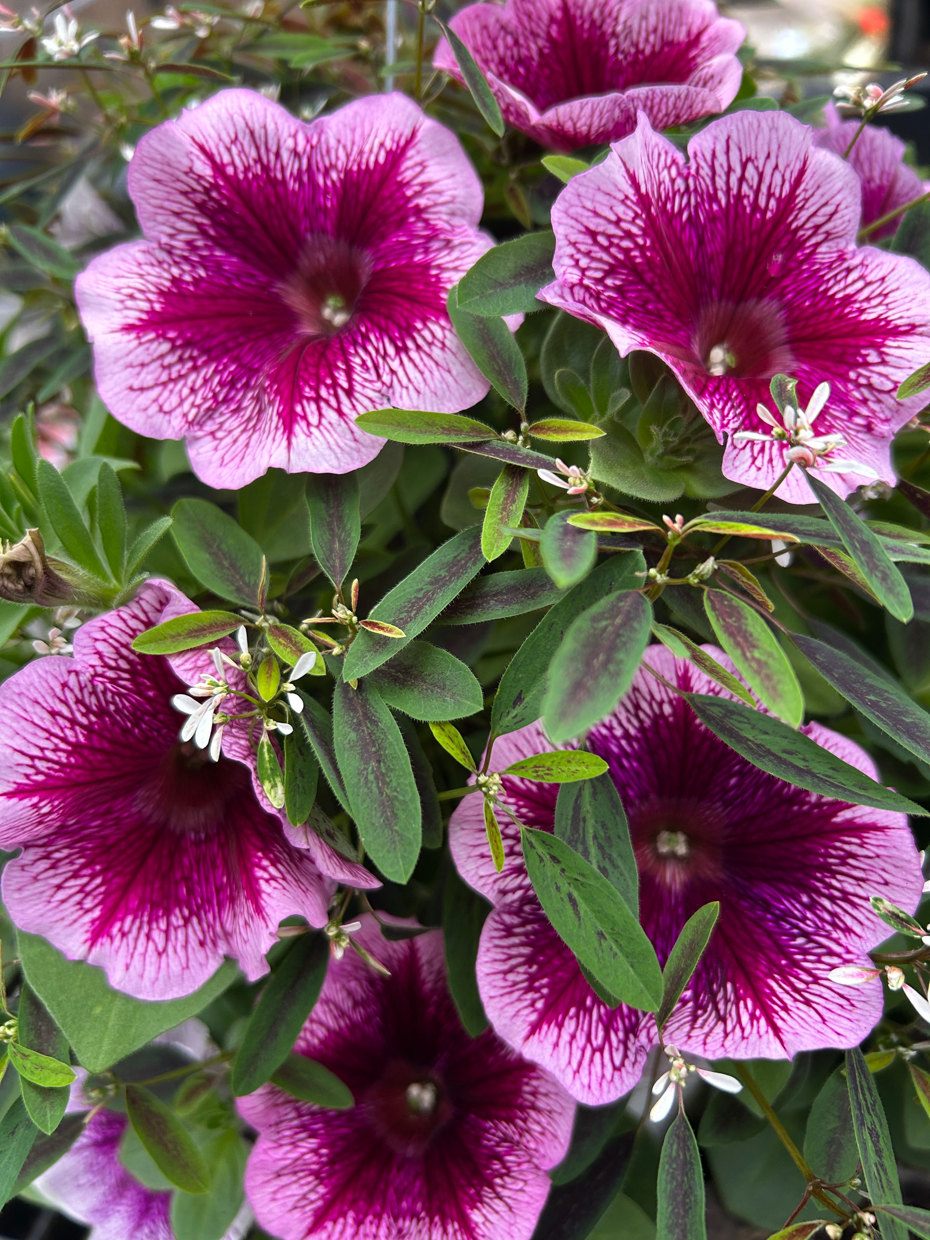 Large Mixed Supertunia with Diamond Frost