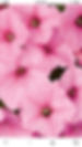 Supertunia mixed pink