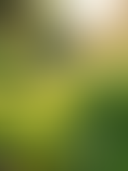 Top Wellness Tips for Natural Living
