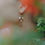 Thumbnail: Red Kalya earrings