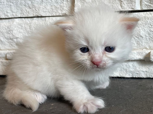 Felix