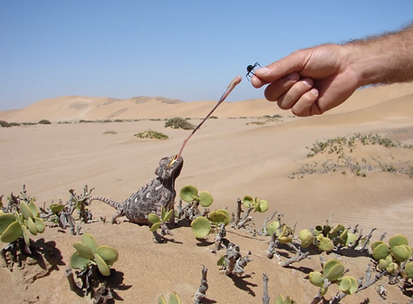 living-desert.png