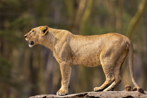 Wildlife Photography