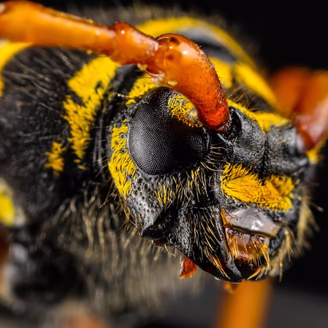 Insekt i tmershem.jpg