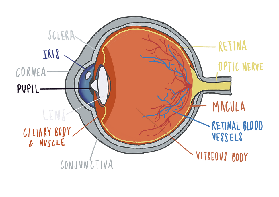 anatomy of the eye diagram graphic