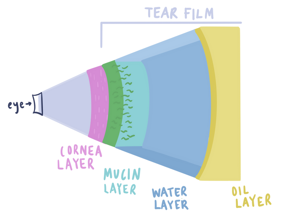 tear film diagram
