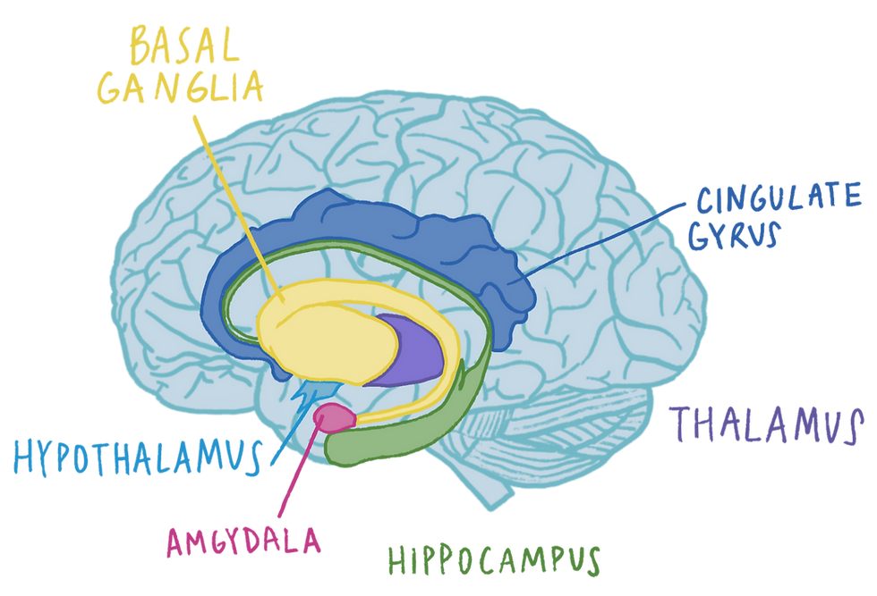 a diagram of the limbic system