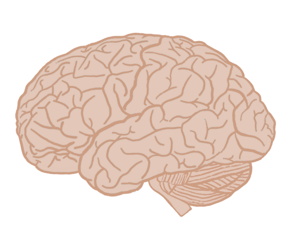 the brain